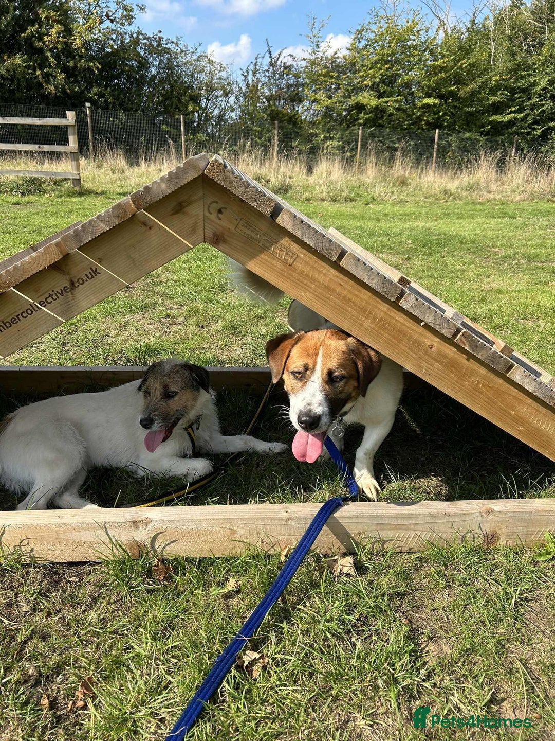 Basset Hound dogs for adoption: Diego - Badersfield Norfolk  - Image 23