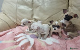 Chihuahua dogs for sale: Chihuahua puppies for sale  - Image 4
