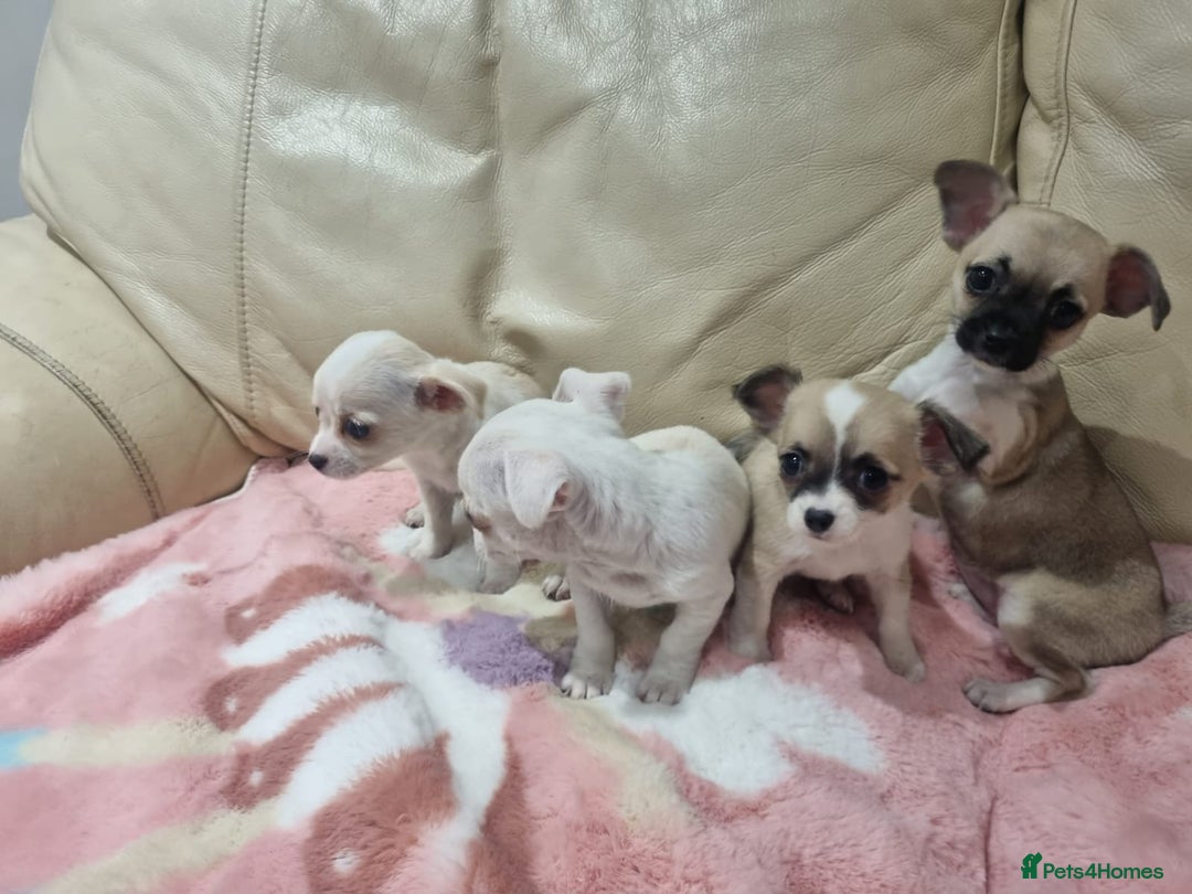Chihuahua dogs for sale: Chihuahua puppies for sale  - Image 4