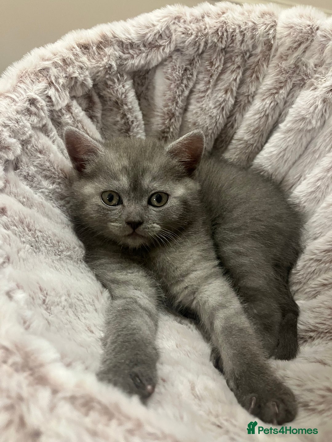 British Shorthair cats for sale: Beautiful BSH kittens, 1 girl, 1 boy available  - Advert 3