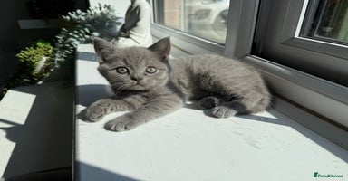 British Shorthair cats - Advert 2