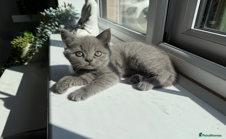 British Shorthair cats - Advert 10