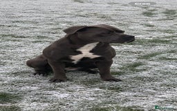 Cane Corso dogs for sale: Champion breed boodline cane corso  - Image 2