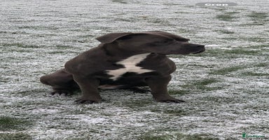 Cane Corso dogs - Advert 3