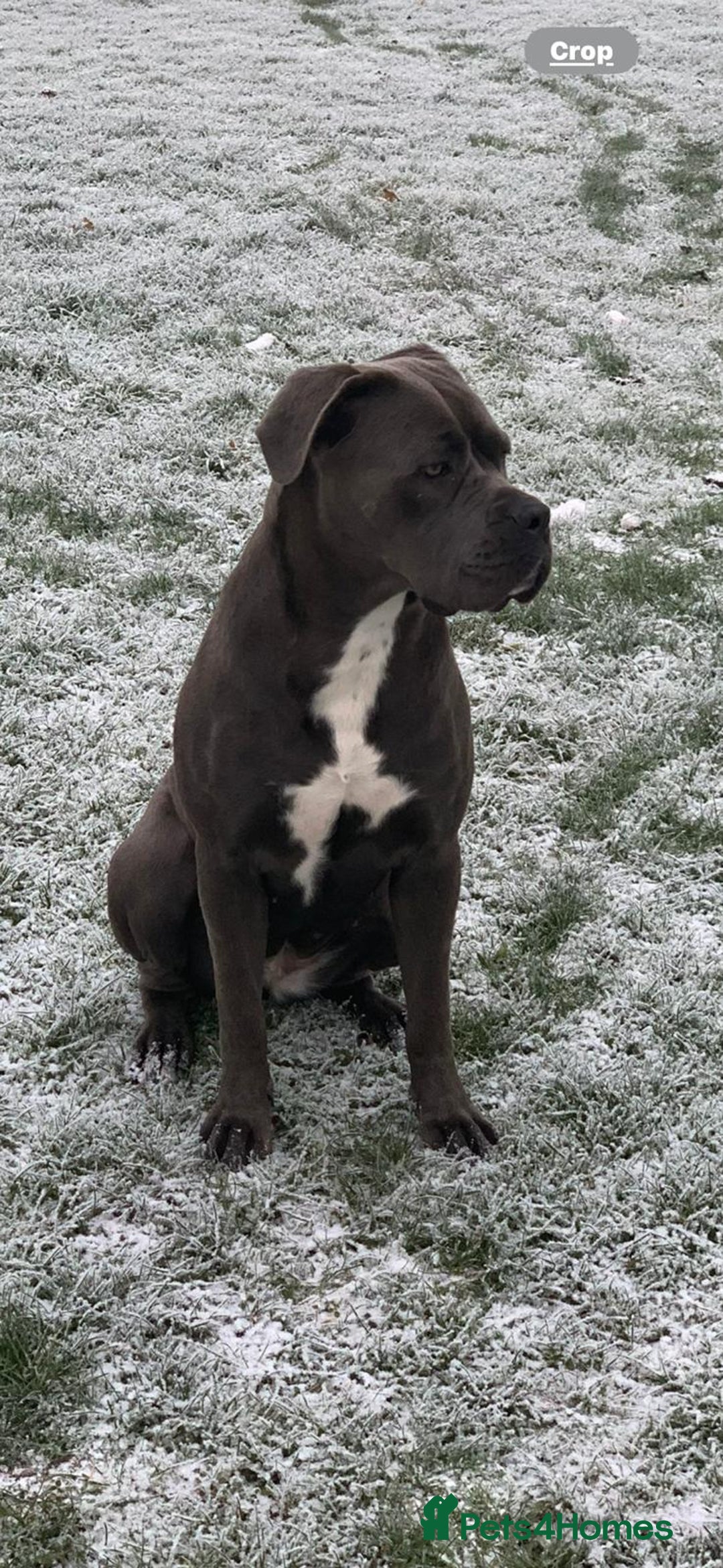 Cane Corso dogs for sale: Champion breed boodline cane corso  - Image 2