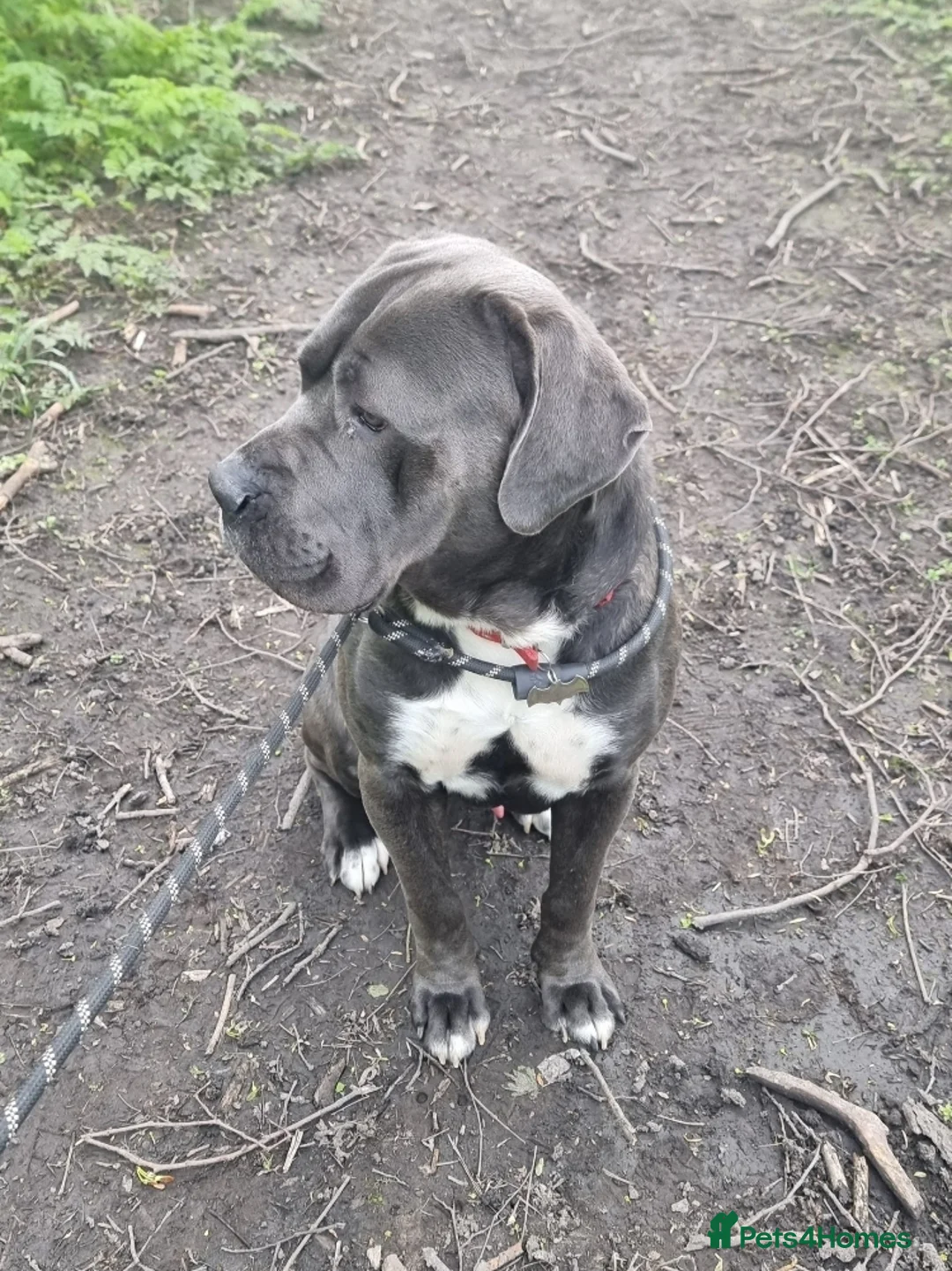 Cane Corso dogs for sale: Cane corso male 4 years old - Advert 2