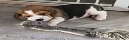 Beagle dogs for sale: Bundles of Beagle Joy Looking for Forever Homes in Epsom - Advert 10