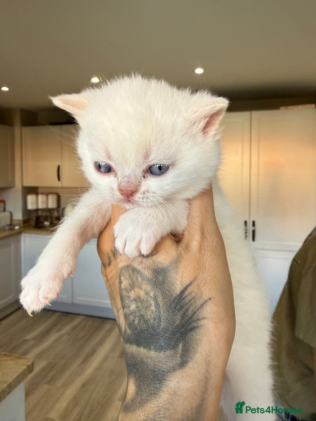 British Shorthair cats for sale: 5 lilac colour point kittens  - Advert 23