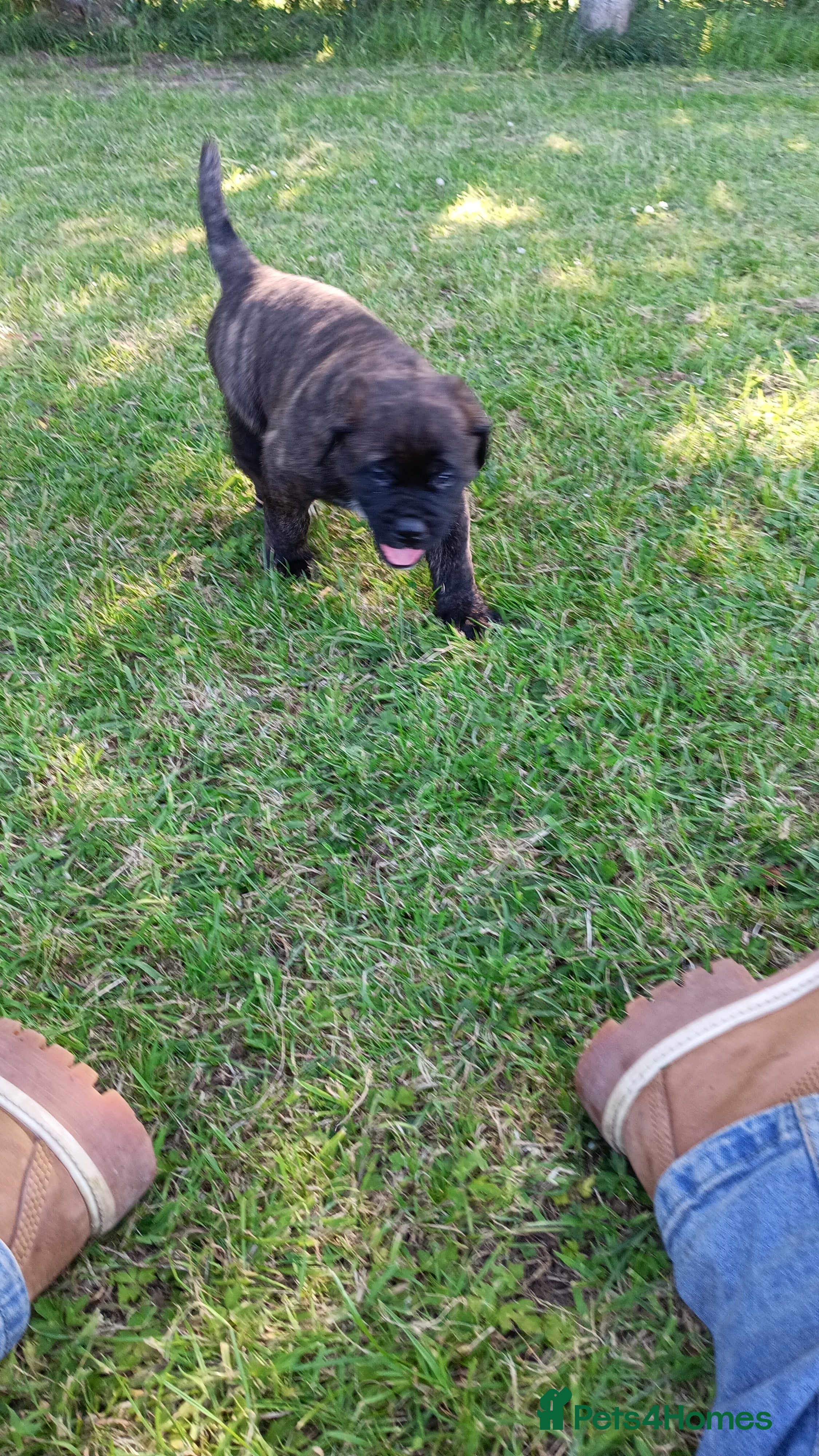 Mixed Breed dogs Saint Bernard Neapolitan x Boerboel Neapolitanbull - Advert 2