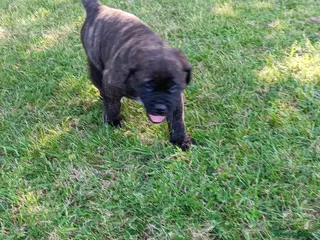 Mixed Breed dogs Saint Bernard Neapolitan x Boerboel Neapolitanbull - Advert 2