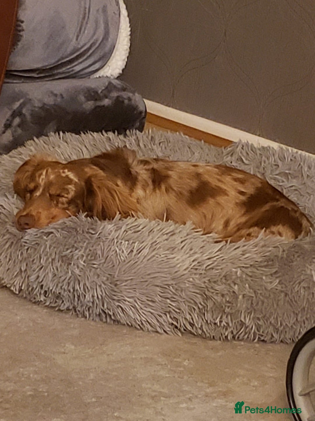 Miniature Dachshund dogs for stud: Meet Loki, miniature dachshund - Image 6