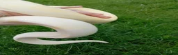 Boa Snake reptiles for sale: Albino Motley Het anery type 1 Female  - Advert 2