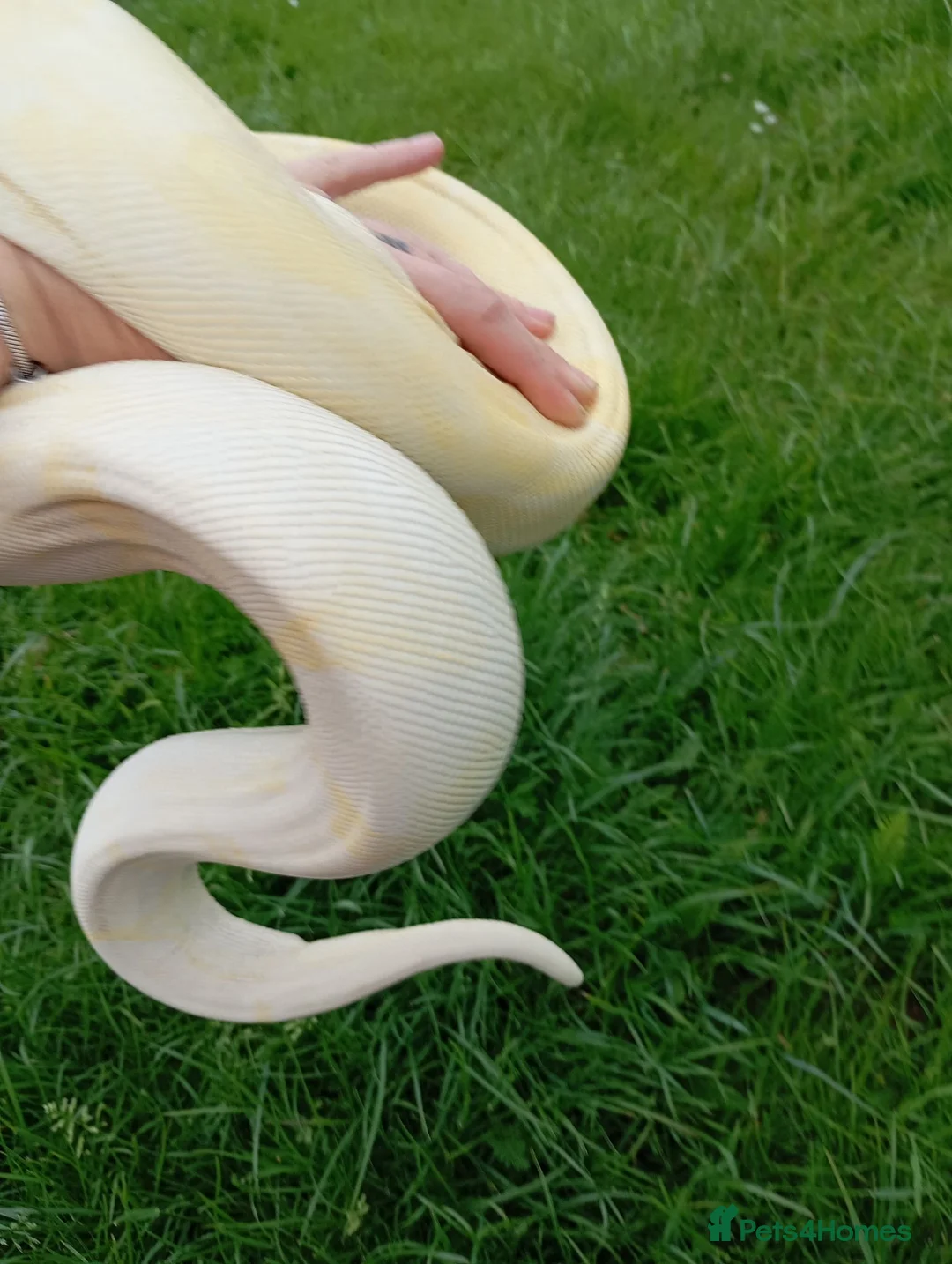 Boa Snake reptiles for sale: Albino Motley Het anery type 1 Female  - Advert 2