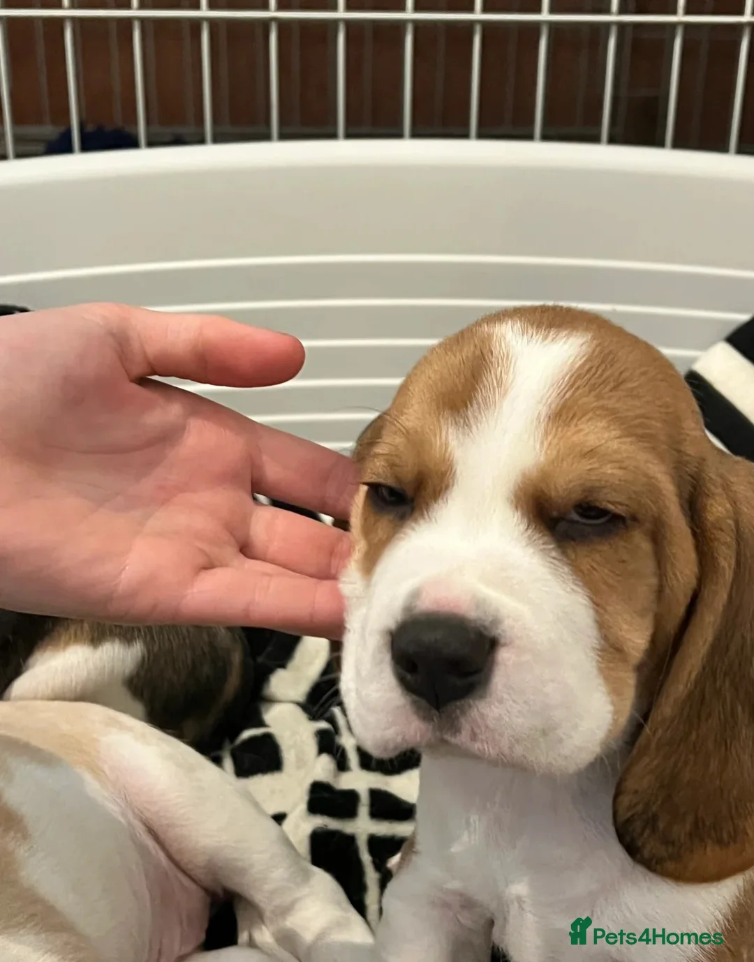 Beagle dogs for sale: Beagle puppies  - Advert 2