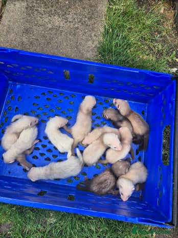 Ferret rodents in Burton-on-Trent - Advert 14