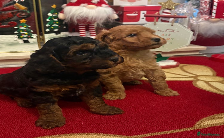 Jackapoo dogs 2 x gorgeous F1b Jackapoo Boys!  - Advert 8