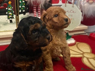 Jackapoo dogs 2 x gorgeous F1b Jackapoo Boys! - Advert 5