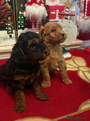 Jackapoo dogs 2 x gorgeous F1b Jackapoo Boys! - Advert 8