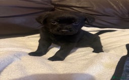 Mixed Breed dogs for sale: Labrotties - Image 7