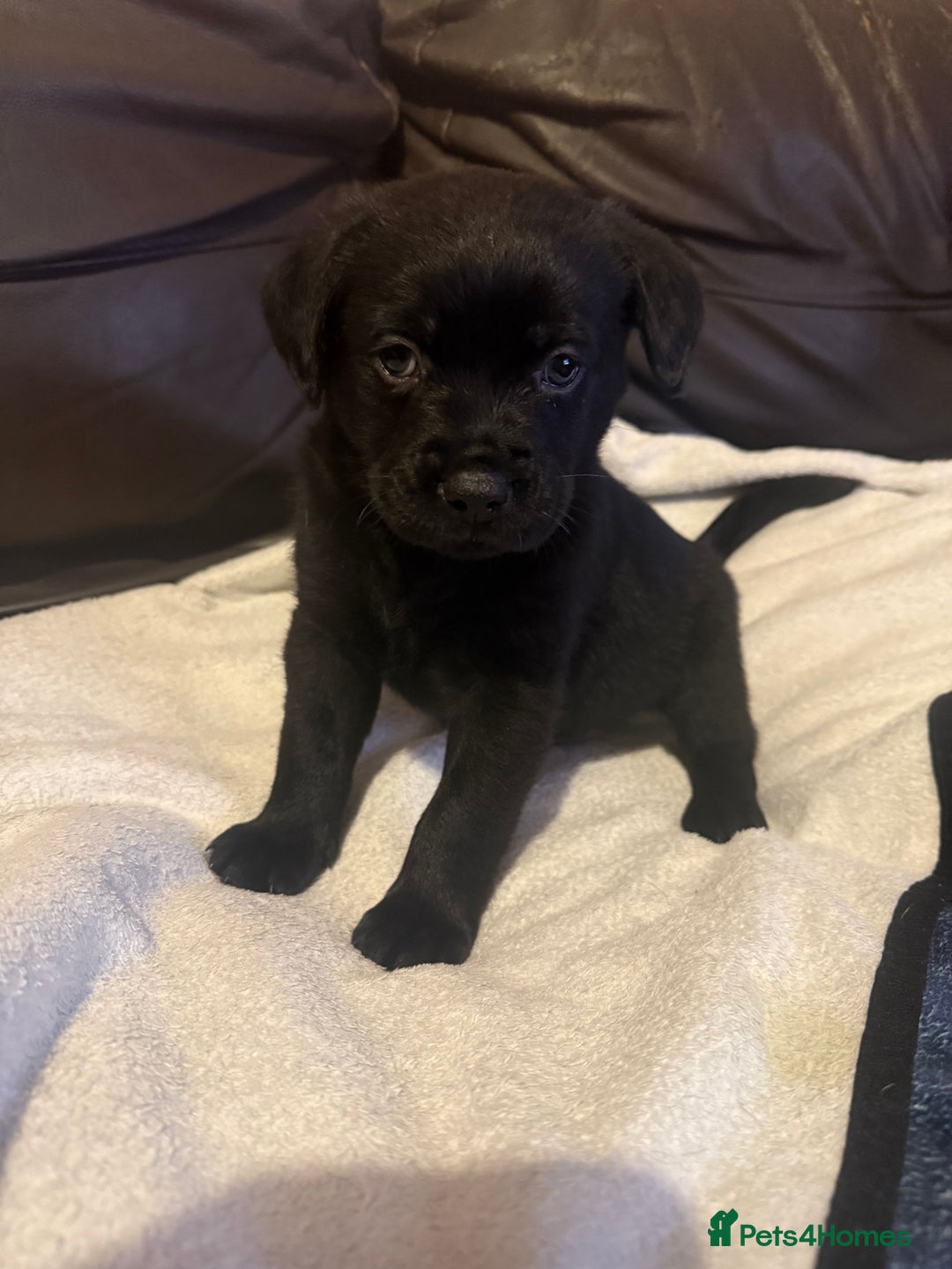Mixed Breed dogs for sale: Labrotties - Image 7