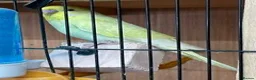 Mixed Breed birds for sale: baby budgies and zebra finches - Advert 2