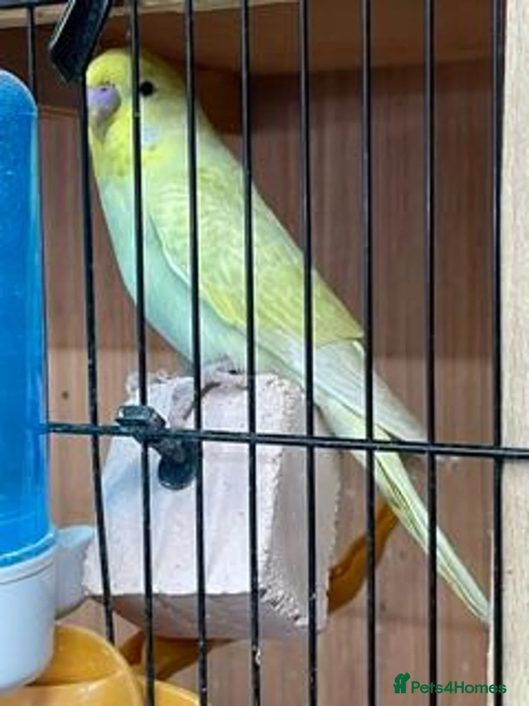 Mixed Breed birds for sale: baby budgies and zebra finches - Advert 2
