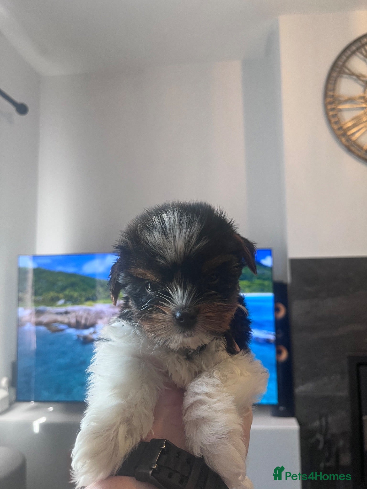 Biewer Terrier dogs Ready to Go 3 Pure Biewer Terrier for sale  - Advert 3