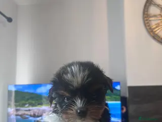 Biewer Terrier dogs Ready to Go 3 Pure Biewer Terrier for sale - Advert 3