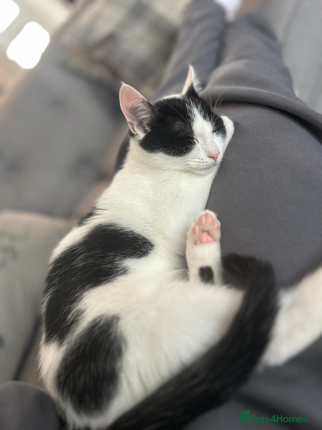 Mixed Breed cats for sale: Kitten looking for loving new home  - Advert 2