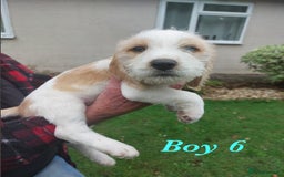 Beagle dogs for sale: Beautiful teckle beagles for sale! - Image 7