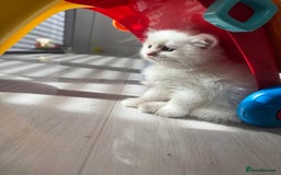 Mixed Breed cats for sale: turkish angora mix scottish fold in Bradford in Bradford - Image 11