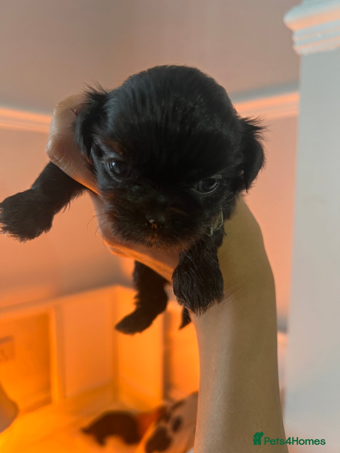Shih Tzu dogs for sale: Shihtzu puppies - Image 7