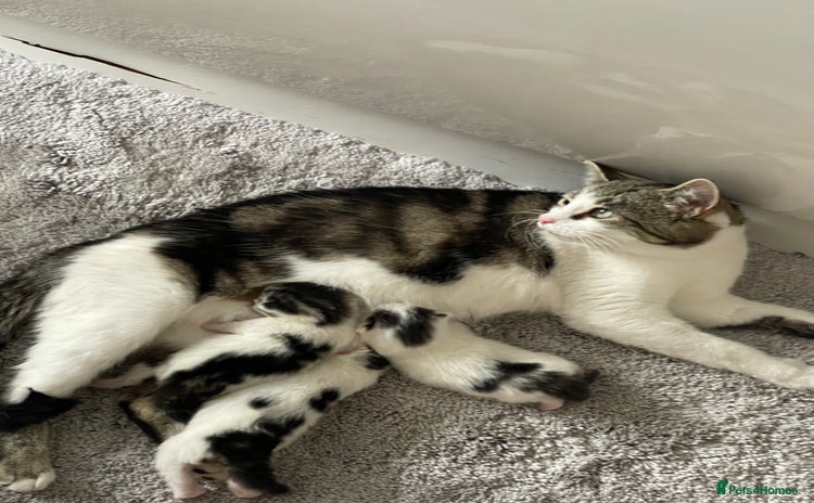 Mixed Breed cats - Advert 3
