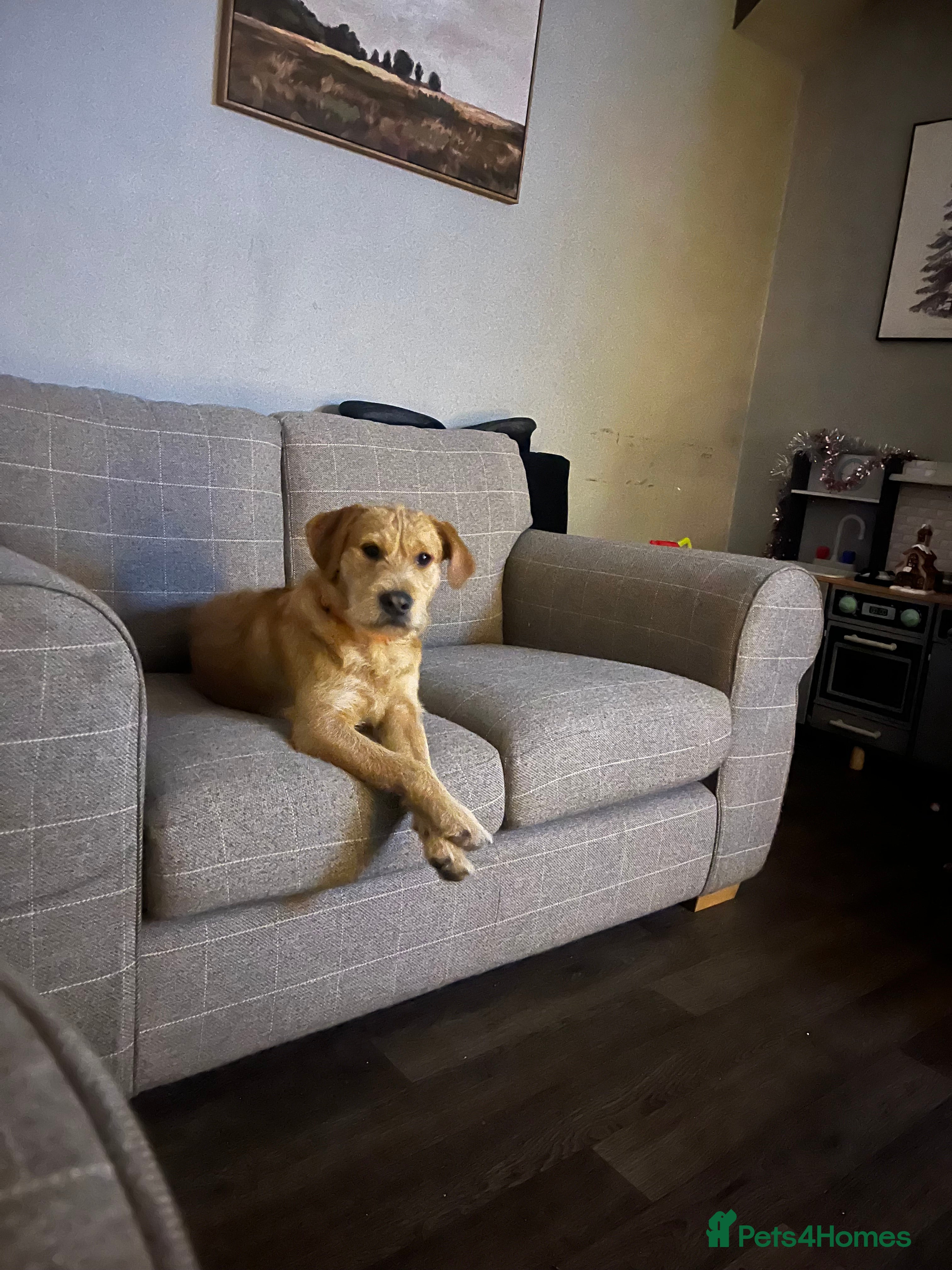 Mixed Breed dogs Ziggy - Advert 3