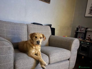 Mixed Breed dogs Ziggy - Advert 1