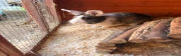 Mini Lion Lop rabbits for sale: Two female rabbits bonded pair, Lop X lionhead.  - Advert 5