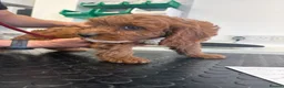 Cavapoo dogs for sale: 🐾Cavapoo health tested 🐶ready now 🐾 in Romford - Advert 30