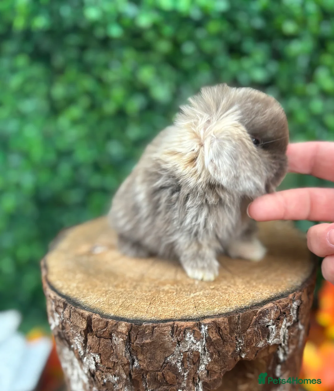 Mini Lop rabbits for sale: 🧡PEDIGREE MINILOPS🧡 - Advert 40