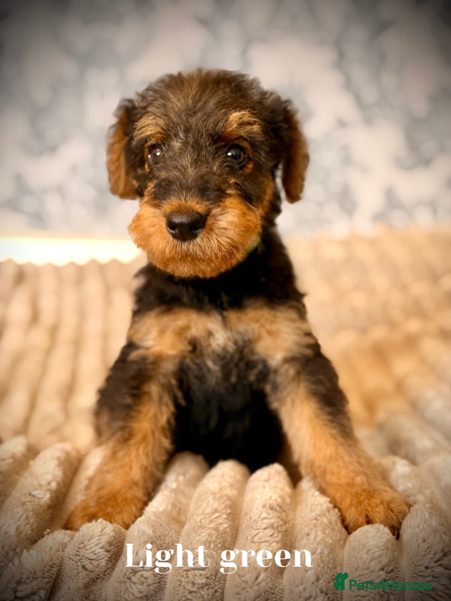 Airedale Terrier dogs ADORABLE KC REGISTERED AIREDALE PUPS - Advert 2