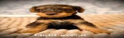 Airedale Terrier dogs for sale: ADORABLE KC REGISTERED AIREDALE PUPS - Advert 3