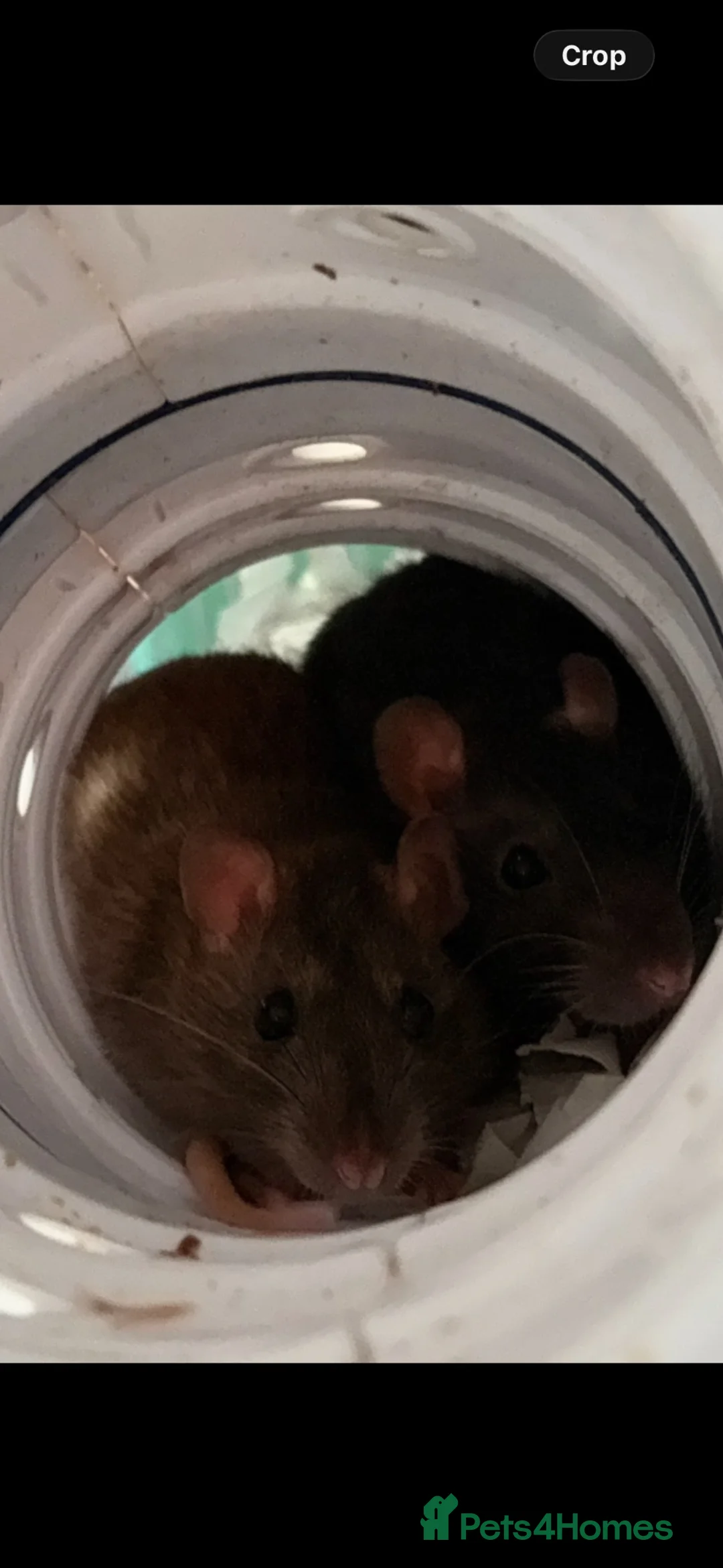 Rat rodents for sale: female rats  in Bridgnorth - Advert 2
