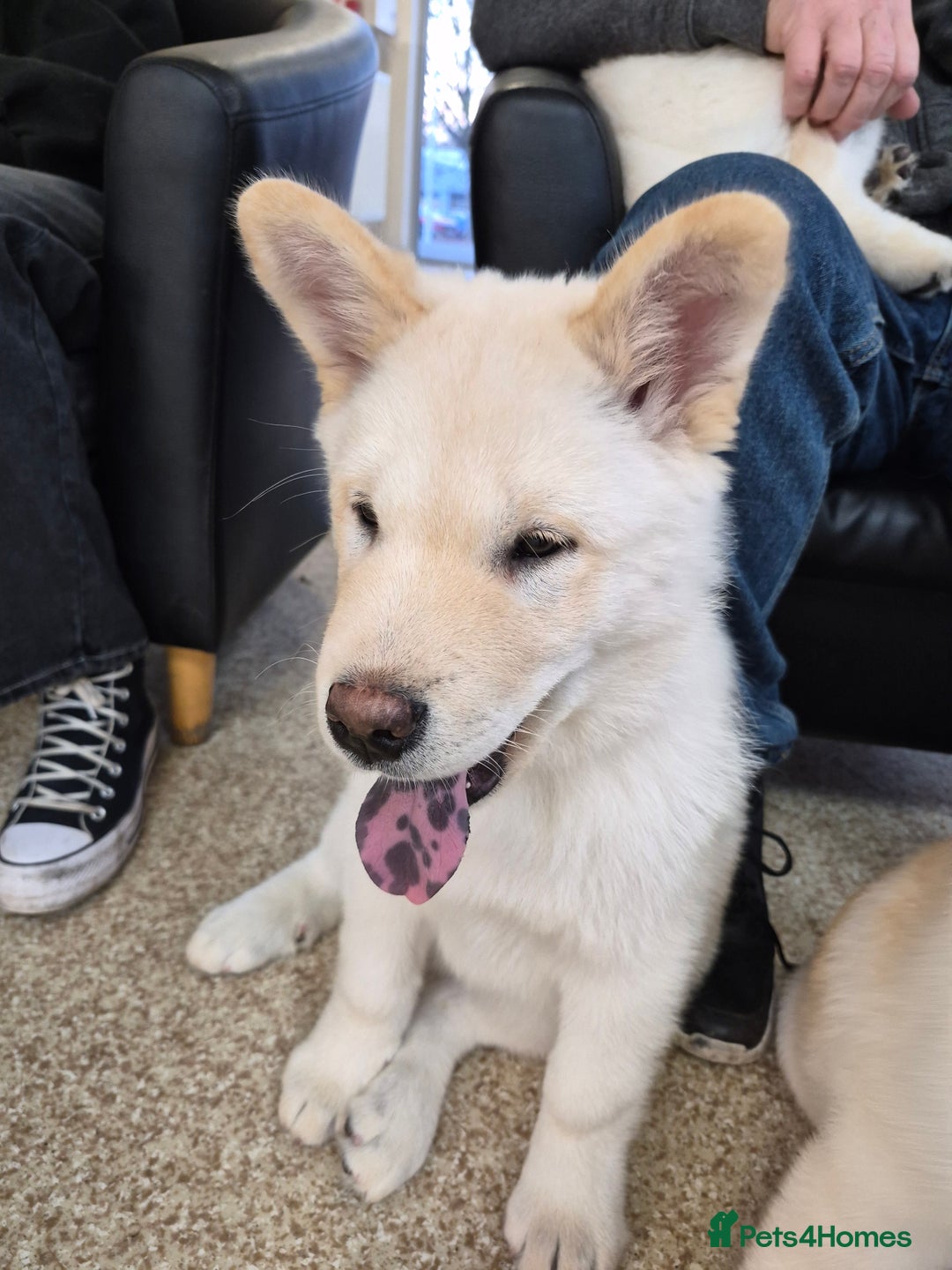 Mixed Breed dogs for sale: Chowski pups - Image 37