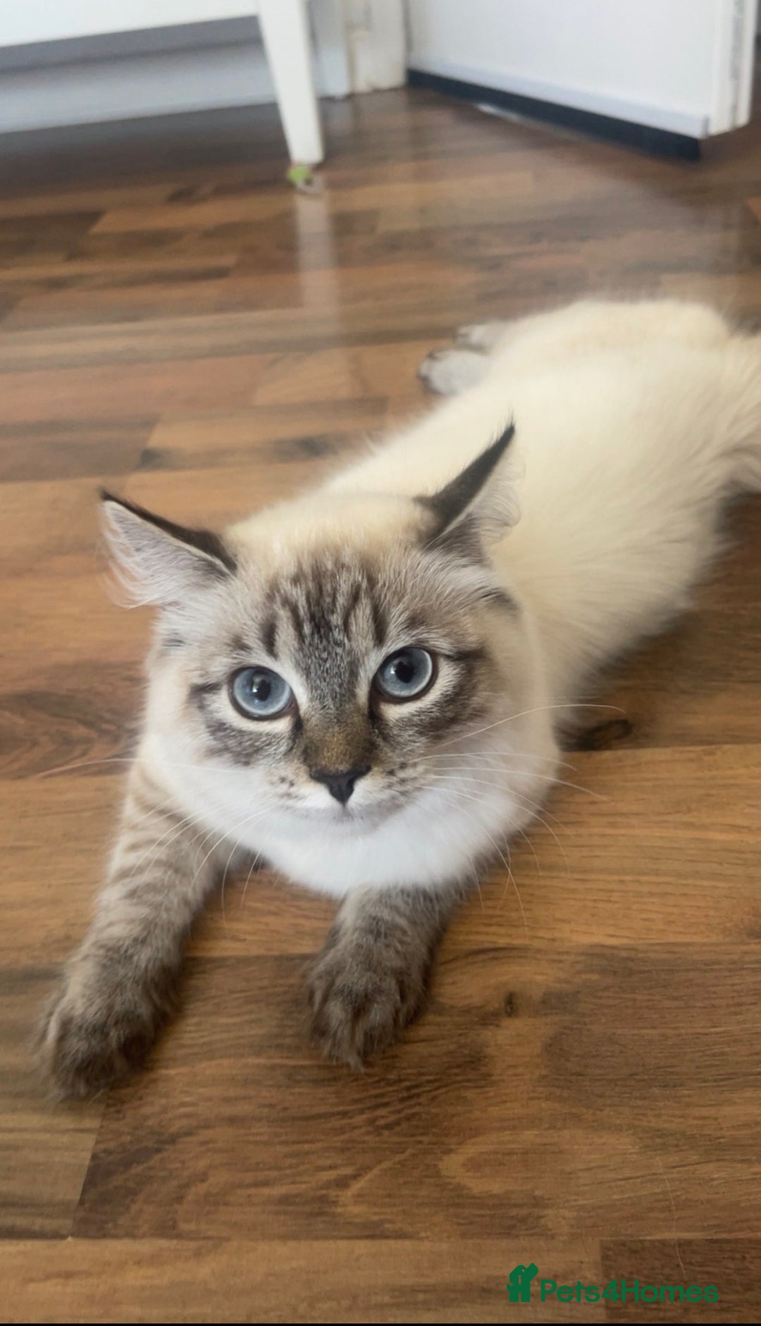 Siberian cats for sale: 4 Beautiful Siberian Cross Kitties🩷 - Advert 25