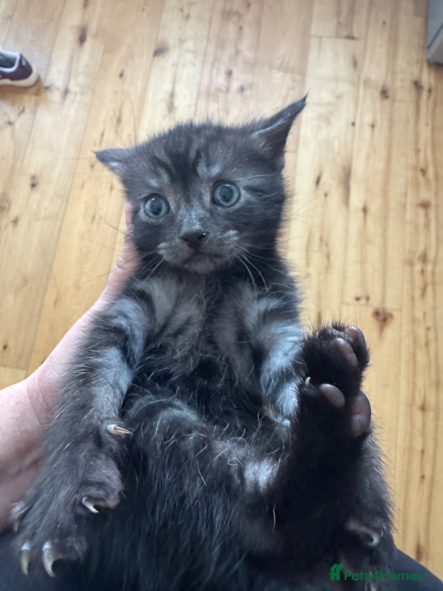 Domestic Shorthair cats 4 week old kittens  - Advert 5