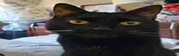 British Shorthair cats for sale: Beautiful Adult Female Cat in Sittingbourne - Advert 6