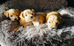 Maltipoo dogs for sale: Miniature F1 Maltipoo Puppies - Image 5