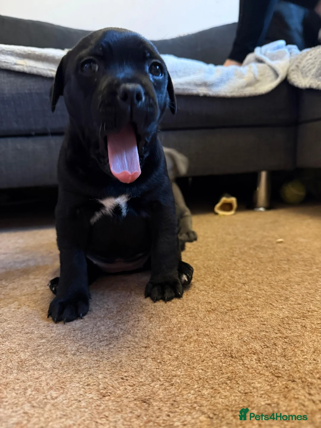 Staffordshire Bull Terrier dogs for sale: Staffordshire Bull Terrier puppies KC registered  - Advert 19