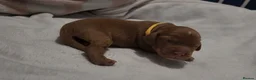 Cocker Spaniel dogs for sale: Cocker spaniel pups!  - Advert 22