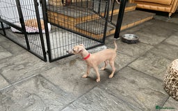 Italian Greyhound dogs for sale:  Beautiful Italian greyhound puppies  - Image 35