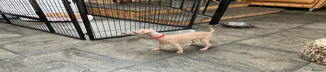 Italian Greyhound Puppy 2
